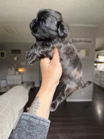 Tulu , a female Shih Tzu for sale in Winston-Salem, NC – 3 of 5