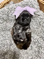 Tulu , a female Shih Tzu for sale in Winston-Salem, NC – 5 of 5