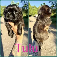 Tulu , a female Shih Tzu for sale in Winston-Salem, NC – 1 of 5