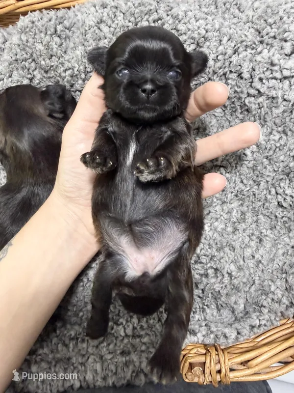 Silver Blue girl Tulu  – Shih Tzu puppy for sale in Winston-Salem, NC