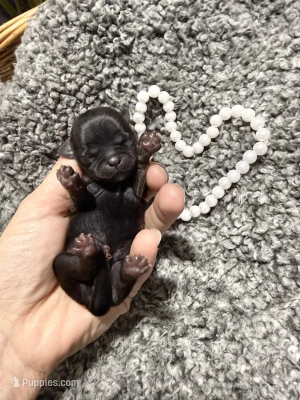 Silver Blue girl Tulu  – Shih Tzu puppy for sale in Winston-Salem, NC