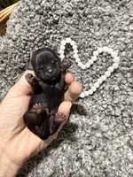 Silver Blue girl Tulu , a female Shih Tzu for sale in Winston-Salem, NC – Photo 1 of 3