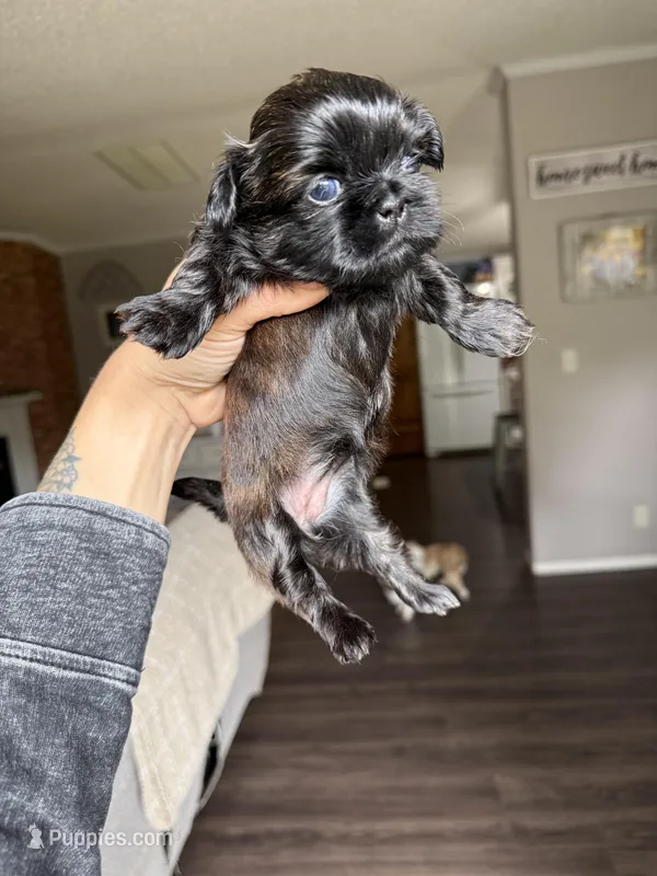 Silver Blue girl Tulu  – Shih Tzu puppy for sale in Winston-Salem, NC