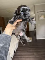 Tulu , a female Shih Tzu for sale in Winston-Salem, NC – 2 of 5