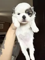 Grace one blue eye 1 brown girl , a female Shih Tzu for sale in Winston-Salem, NC – 2 of 5
