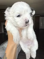 Sophie , a female Shih Tzu for sale in Winston-Salem, NC – 2 of 7