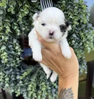 Sophie , a female Shih Tzu for sale in Winston-Salem, NC – 5 of 7