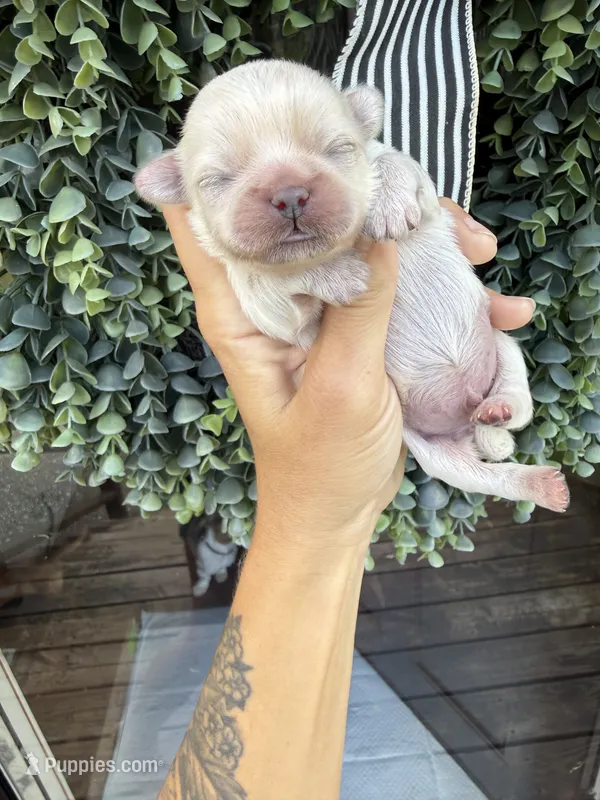 Tate  – Shih Tzu puppy for sale in Winston-Salem, NC