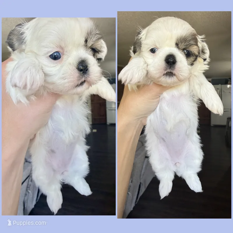 Grace one blue eye 1 brown girl  – Shih Tzu puppy for sale in Winston-Salem, NC