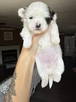 Sophie , a female Shih Tzu for sale in Winston-Salem, NC – 3 of 7