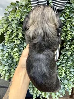 Bonbon, a female Shih Tzu for sale in Winston-Salem, NC – 2 of 3