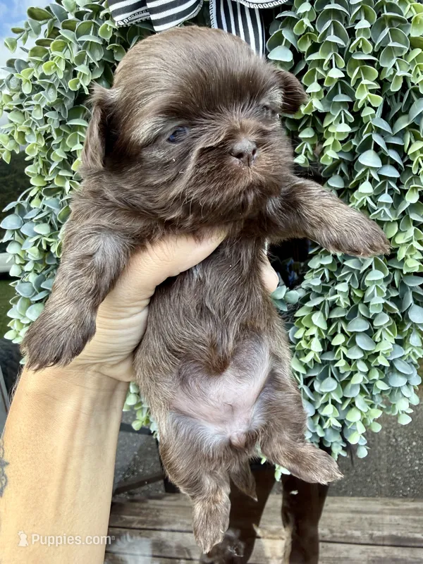 Tootsie  – Shih Tzu puppy for sale in Winston-Salem, NC