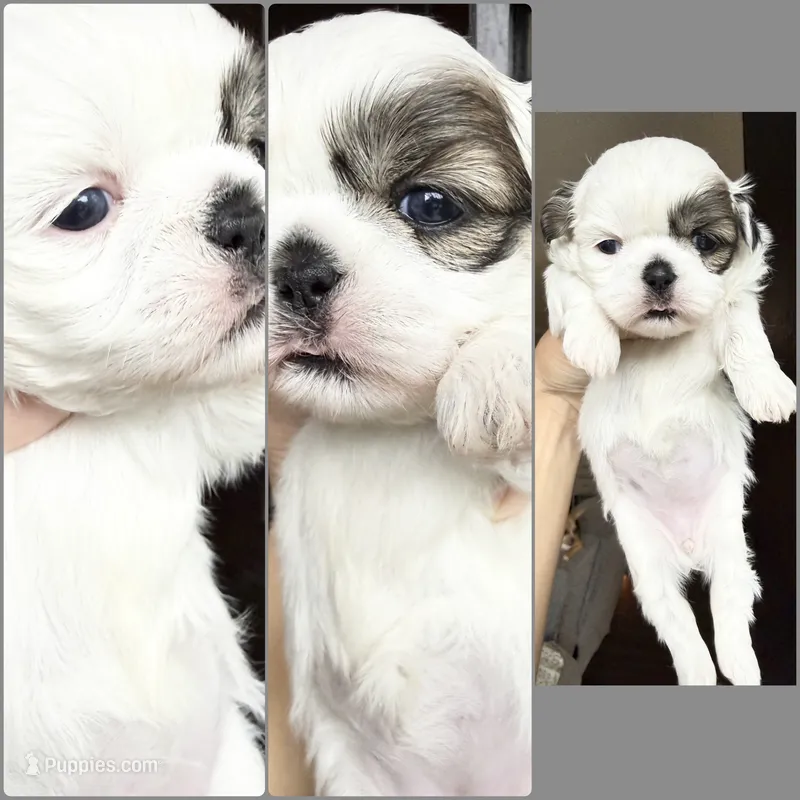 Grace one blue eye 1 brown girl  – Shih Tzu puppy for sale in Winston-Salem, NC