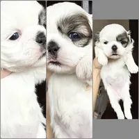 Grace one blue eye 1 brown girl , a female Shih Tzu for sale in Winston-Salem, NC – 1 of 5