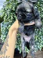Bonbon, a female Shih Tzu for sale in Winston-Salem, NC – 3 of 3