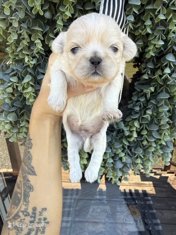 Tate  – Shih Tzu puppy for sale in Winston-Salem, NC