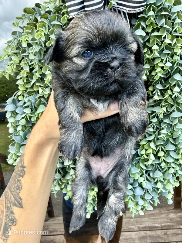 Bonbon – Shih Tzu puppy for sale in Winston-Salem, NC