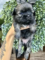 Bonbon, a female Shih Tzu for sale in Winston-Salem, NC – 1 of 3