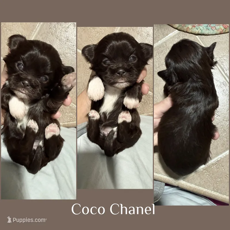 Coco Chanel – Shih Tzu puppy for sale in Winston-Salem, NC