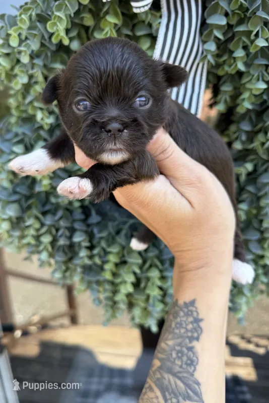 Coco Chanel – Shih Tzu puppy for sale in Winston-Salem, NC