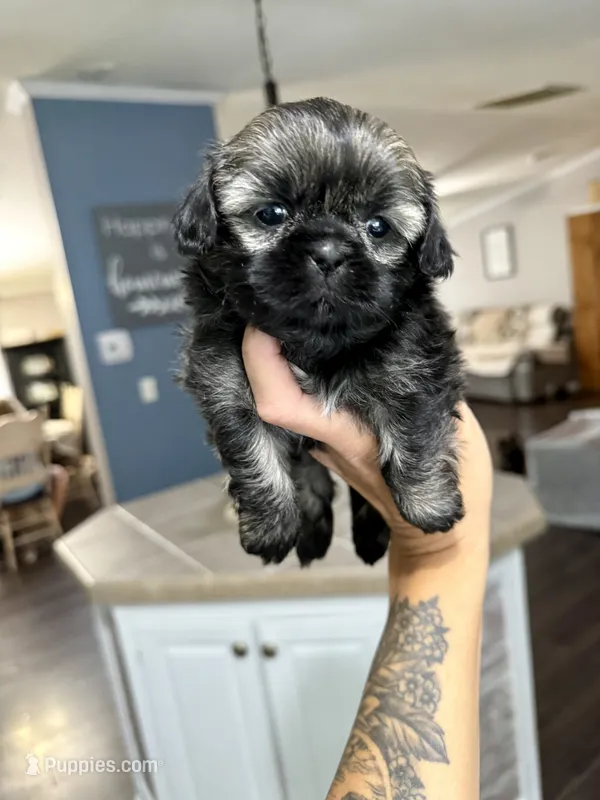 Bonbon – Shih Tzu puppy for sale in Winston-Salem, NC