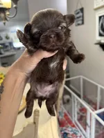 Tootsie , a female Shih Tzu for sale in Winston-Salem, NC – 2 of 3