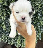 Sophie , a female Shih Tzu for sale in Winston-Salem, NC – 7 of 7
