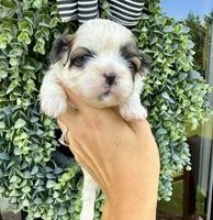 Sage , a female Shih Tzu for sale in Winston-Salem, NC – 4 of 5
