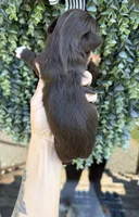 Coco Chanel, a female Shih Tzu for sale in Winston-Salem, NC – 3 of 3