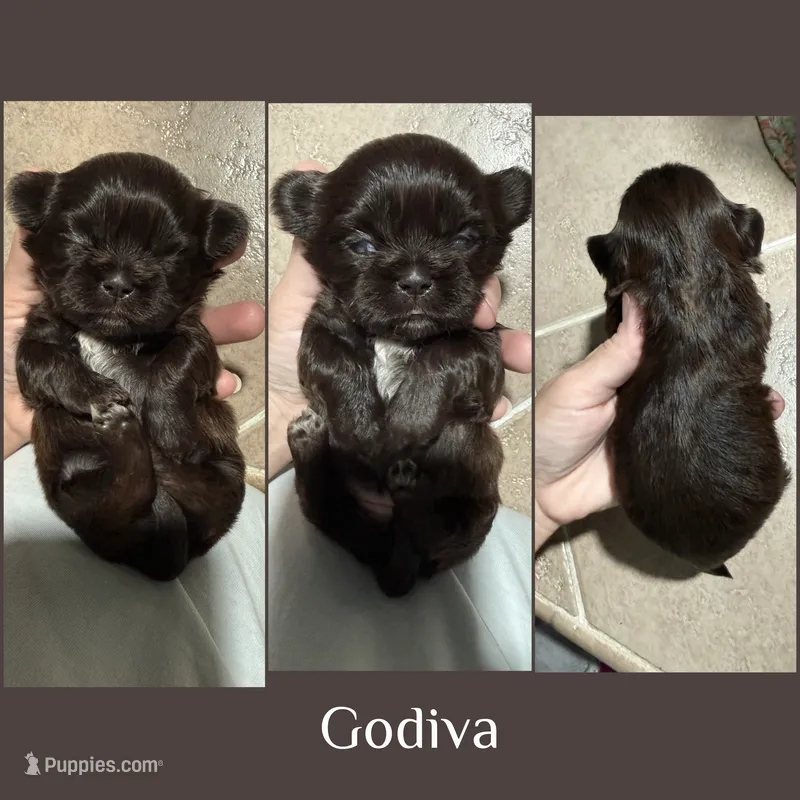 Godiva – Shih Tzu puppy for sale in Winston-Salem, NC