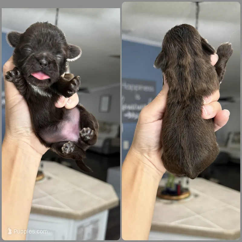 Godiva – Shih Tzu puppy for sale in Winston-Salem, NC