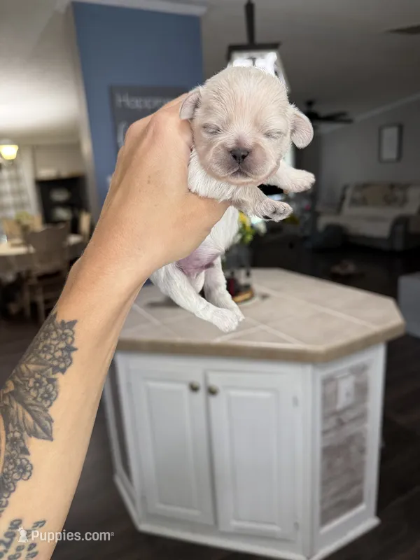 Tate  – Shih Tzu puppy for sale in Winston-Salem, NC