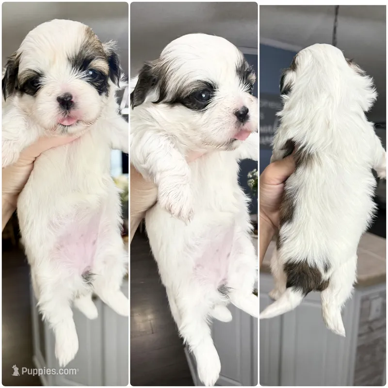 Sage  – Shih Tzu puppy for sale in Winston-Salem, NC