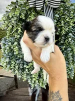 Grace blue eyed girl, a female Shih Tzu for sale in Winston-Salem, NC – 6 of 7