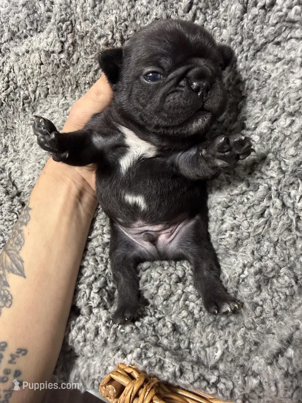 Tux – French Bulldog puppy for sale in Winston-Salem, NC