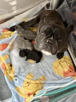 Tux, a male French Bulldog for sale in Winston-Salem, NC – Photo 2 of 4