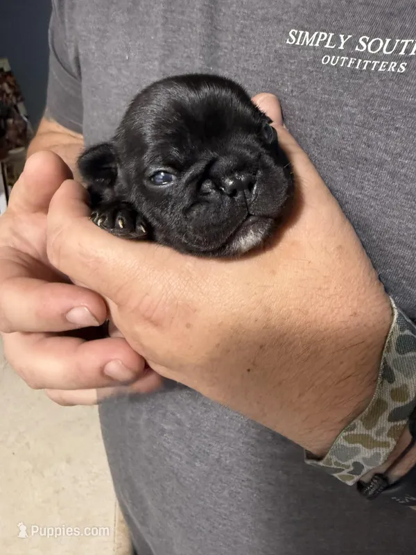 Tux – French Bulldog puppy for sale in Winston-Salem, NC
