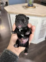 Tux, a male French Bulldog for sale in Winston-Salem, NC – Photo 3 of 4