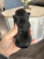 Tux, a male French Bulldog for sale in Winston-Salem, NC – Photo 4 of 4