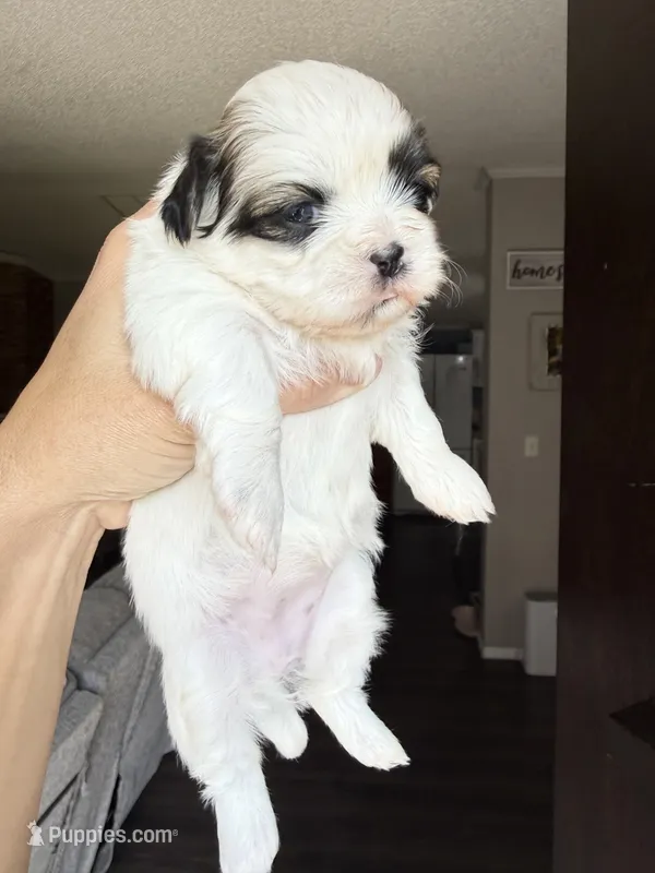 Sage  – Shih Tzu puppy for sale in Winston-Salem, NC