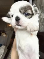 Grace one blue eye 1 brown girl , a female Shih Tzu for sale in Winston-Salem, NC – 3 of 5