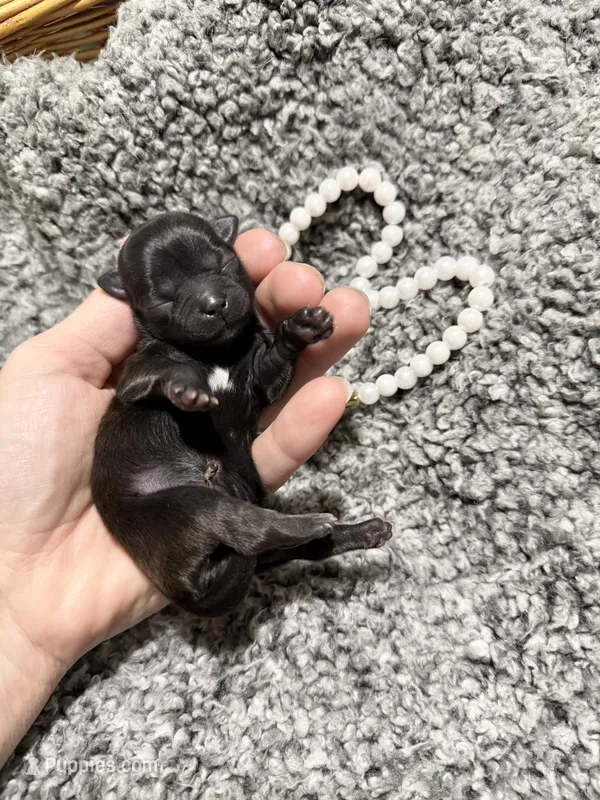 Blue girl Raine  – Shih Tzu puppy for sale in Winston-Salem, NC