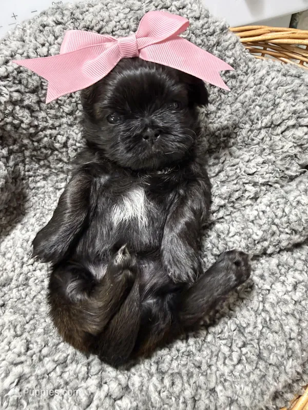 Blue girl Raine  – Shih Tzu puppy for sale in Winston-Salem, NC