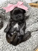 Raine , a female Shih Tzu for sale in Winston-Salem, NC – 4 of 4