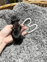 Blue girl Raine , a female Shih Tzu for sale in Winston-Salem, NC – Photo 2 of 3