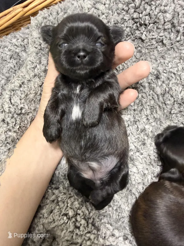 Blue girl Raine  – Shih Tzu puppy for sale in Winston-Salem, NC