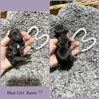Blue girl Raine , a female Shih Tzu for sale in Winston-Salem, NC – Photo 3 of 3