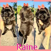 Raine , a female Shih Tzu for sale in Winston-Salem, NC – 1 of 4