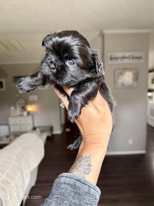Blue girl Raine  – Shih Tzu puppy for sale in Winston-Salem, NC