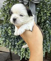 Grace blue eyed girl, a female Shih Tzu for sale in Winston-Salem, NC – 5 of 7